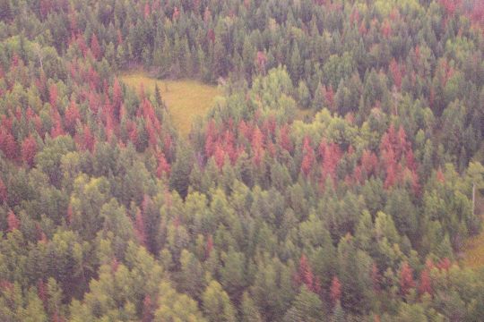 Pine Beetle Infestation from the air